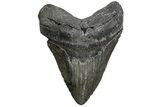 Huge, Fossil Megalodon Tooth - North Carolina #380133-1
